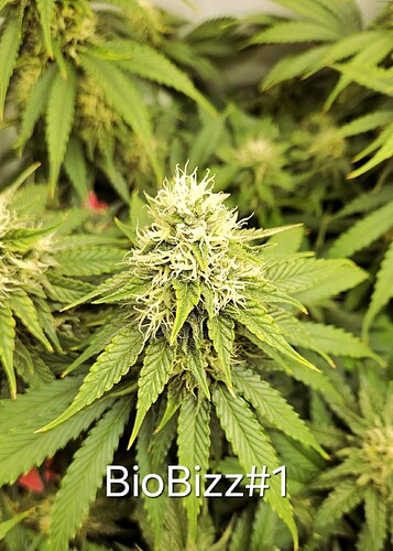 Growreport Bild 9