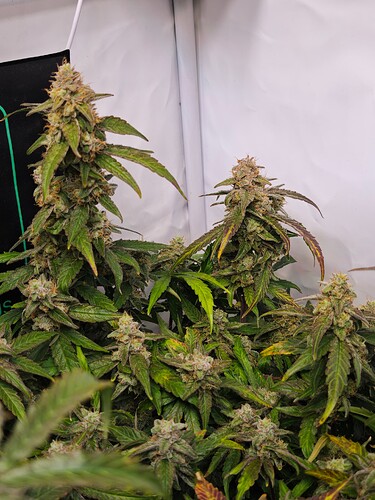 MVIMG_20251121_194857