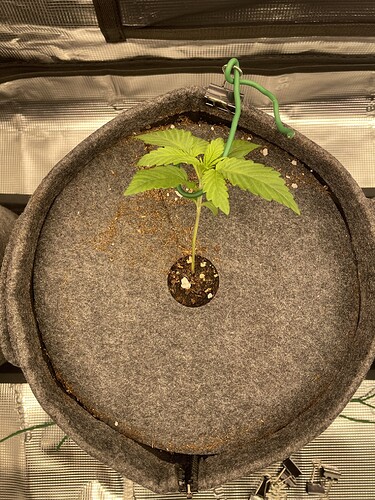 Ein junger Keimling in einem grauen Stofftopf, der sich in einer Growbox befindet.