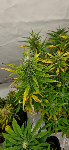 Growreport Bild 28