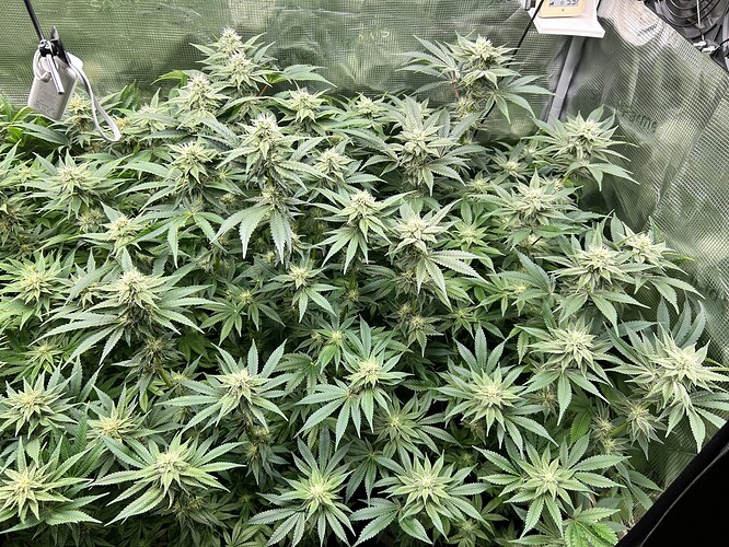 Viele blühende Cannabispflanzen in einem Zelt, mit sichtbaren Blütenständen und breiten Blättern.