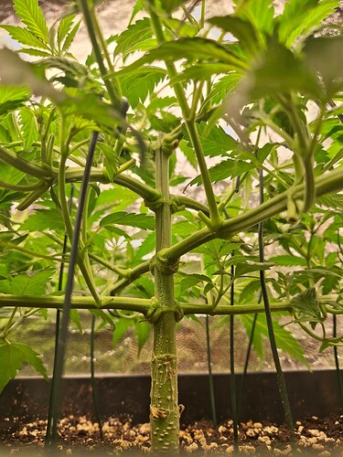 Growreport Bild 13