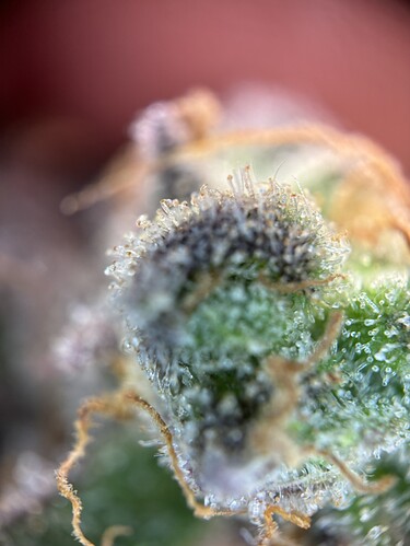 Growreport Bild 42