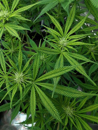Growreport Bild 5