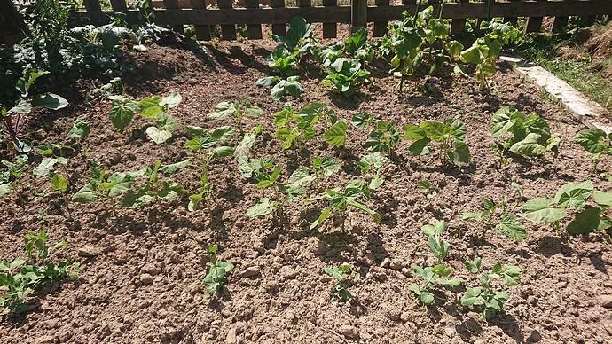 Growreport Bild 1