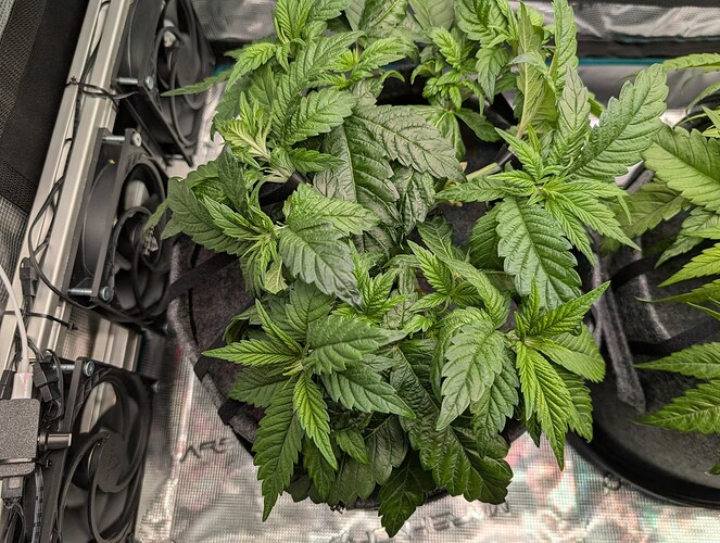 Growreport Bild 5