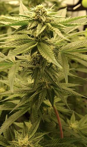 475471142_122165768870293599_1902585244487520293_n