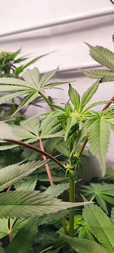 Growreport Bild 8