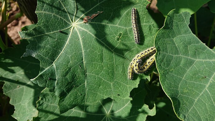 Growreport Bild 13