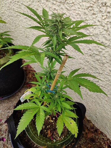 Growreport Bild 2