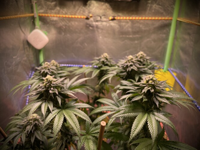 Growreport Bild 4