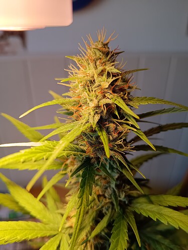 Growreport Bild 4