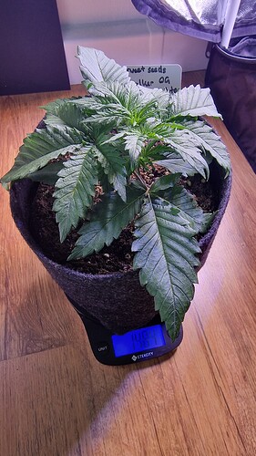 16.04 Skywalker OG Runtz