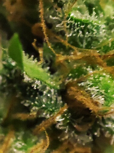 Growreport Bild 33
