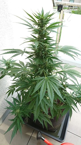 Growreport Bild 4
