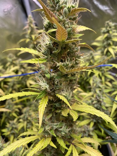 Growreport Bild 20