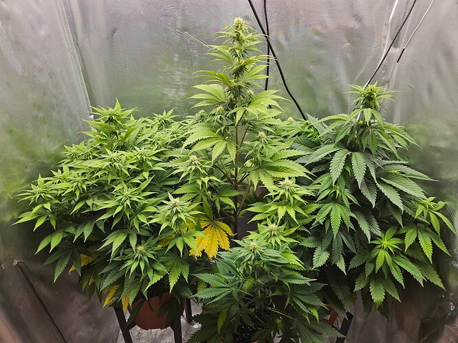 20241223_175944 - Kopie