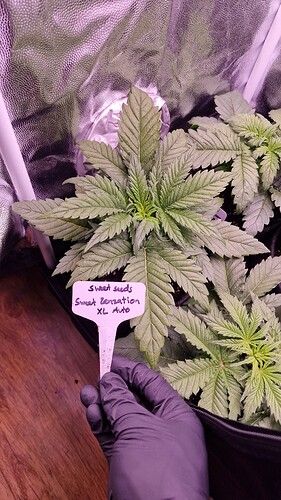 19.04. Sweet Zenzation