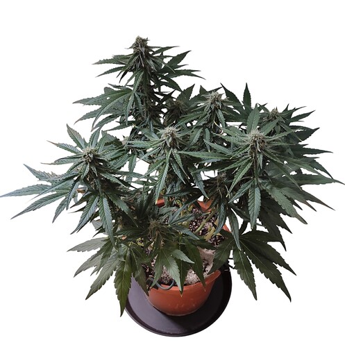 Growreport Bild 9