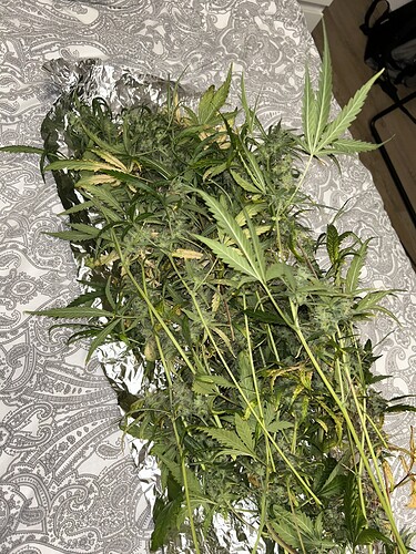 Growreport Bild 10