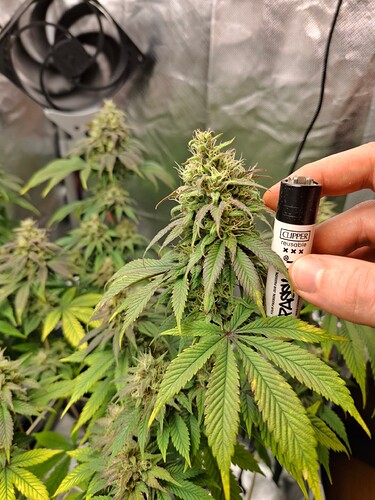 Growreport Bild 3