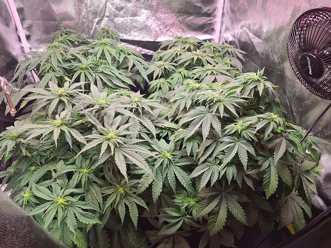 Growreport Bild 2