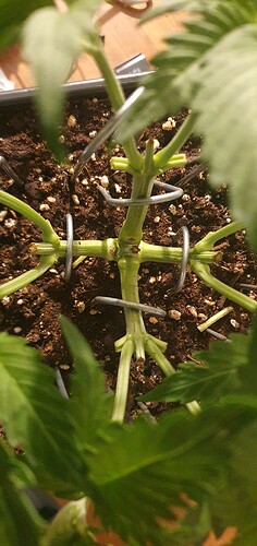 Growreport Bild 4