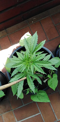 Growreport Bild 5