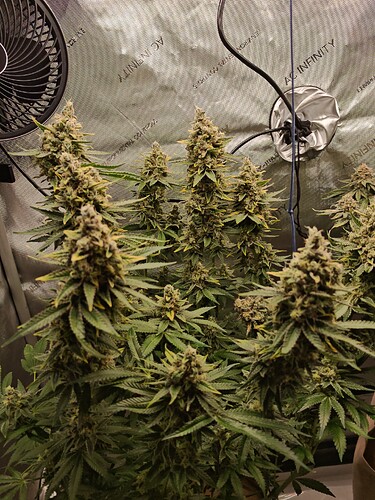 Growreport Bild 26
