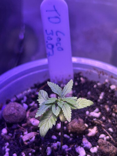 Growreport Bild 1