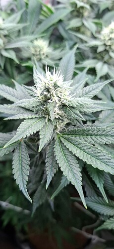 Growreport Bild 3