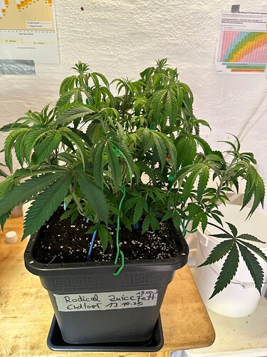 Growreport Bild 3