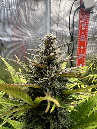 Growreport Bild 18