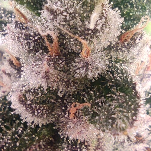 Growreport Bild 17
