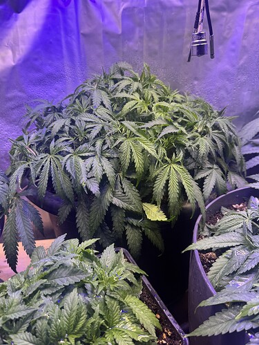 Growreport Bild 105