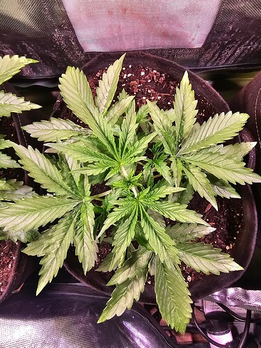 Growreport Bild 28