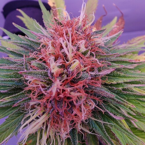 Growreport Bild 2