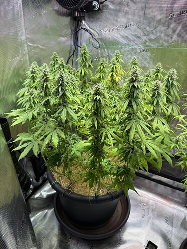 Growreport Bild 31