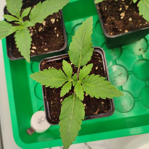 Growreport Bild 11