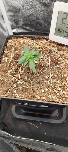 Growreport Bild 3