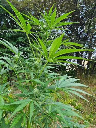 Growreport Bild 2