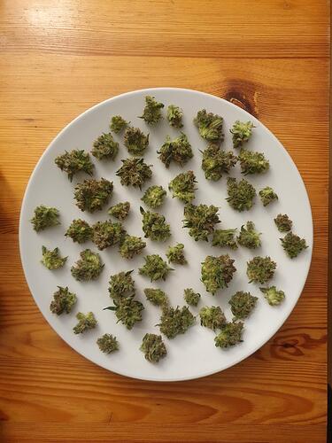 Growreport Bild 25