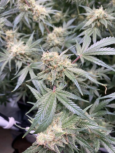 Growreport Bild 12