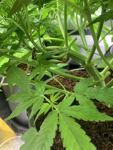 Growreport Bild 4
