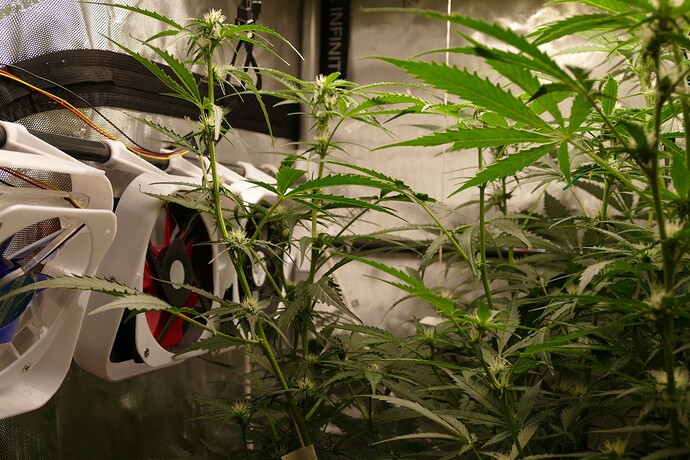 Growreport Bild 3