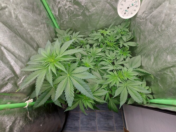 Growreport Bild 9