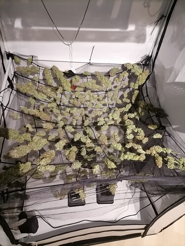 Growreport Bild 33