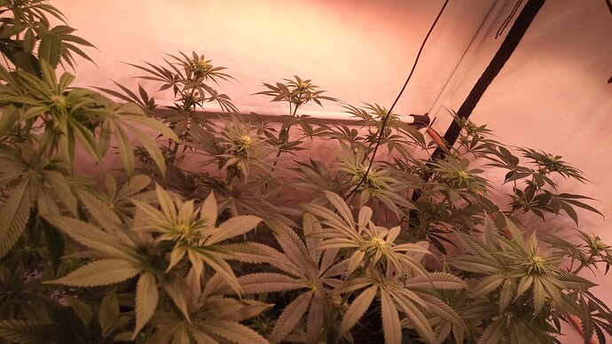 Growreport Bild 48