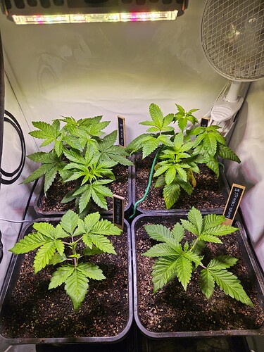 3 Tage nach dem Umtopfen