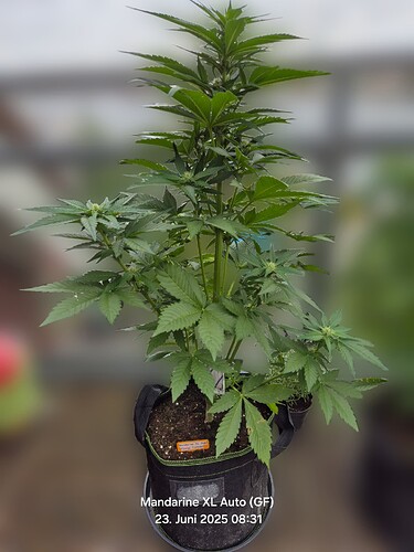Mandarine XL Auto (Ganja Farmer)